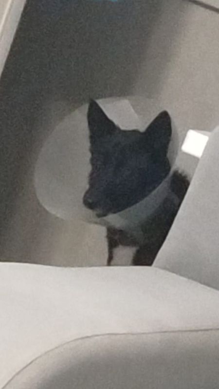 Полиция проводит проверку по факту жестокого обращения с животным в Дальнегорске