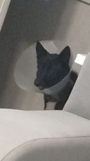 Полиция проводит проверку по факту жестокого обращения с животным в Дальнегорске