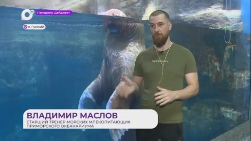 В Приморском океанариуме торжественно отметили день рождения моржа Миши