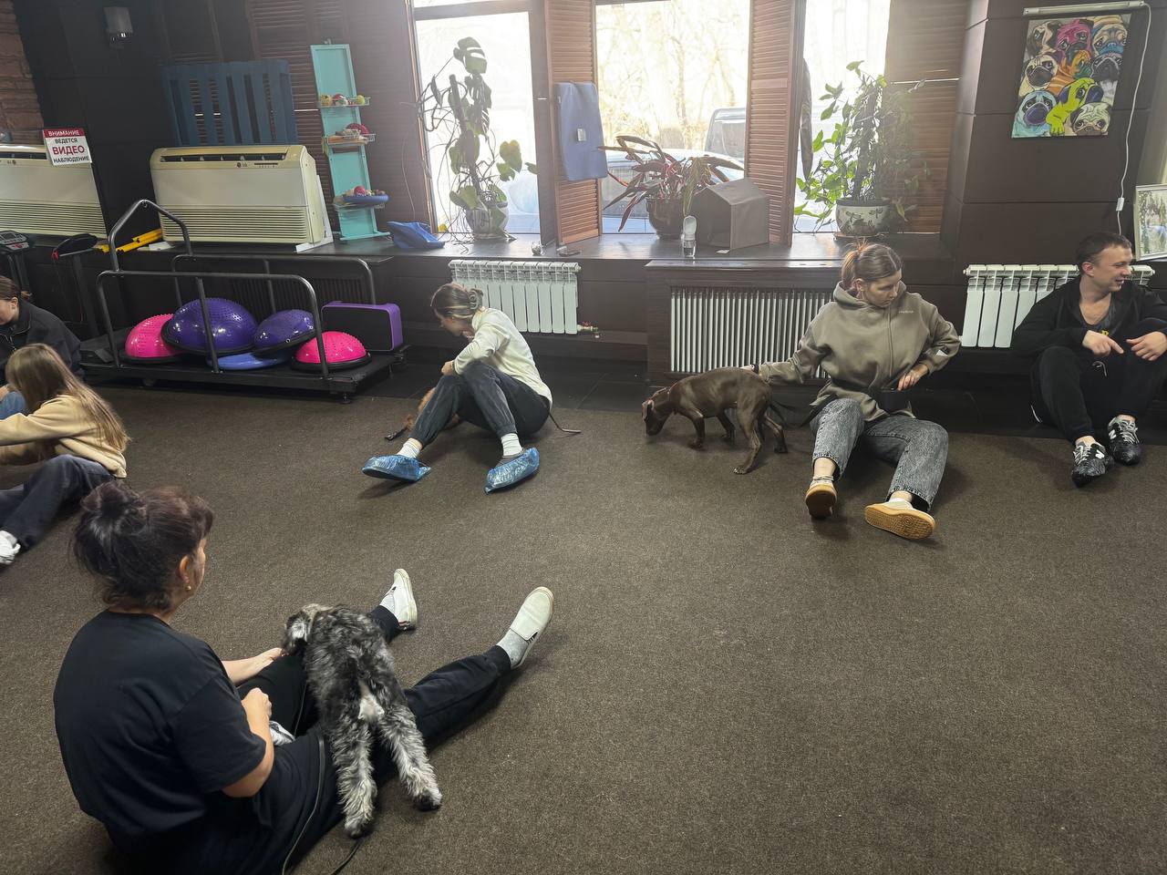 Во Владивостоке проводятся бесплатные занятия для детей, которые любят собак и мечтают научиться с ними работать! Подробнее об обучении: Во Владивостоке проводятся бесплатные занятия для детей, которые любят собак и мечтают научиться с ними работать! Подробнее об обучении: