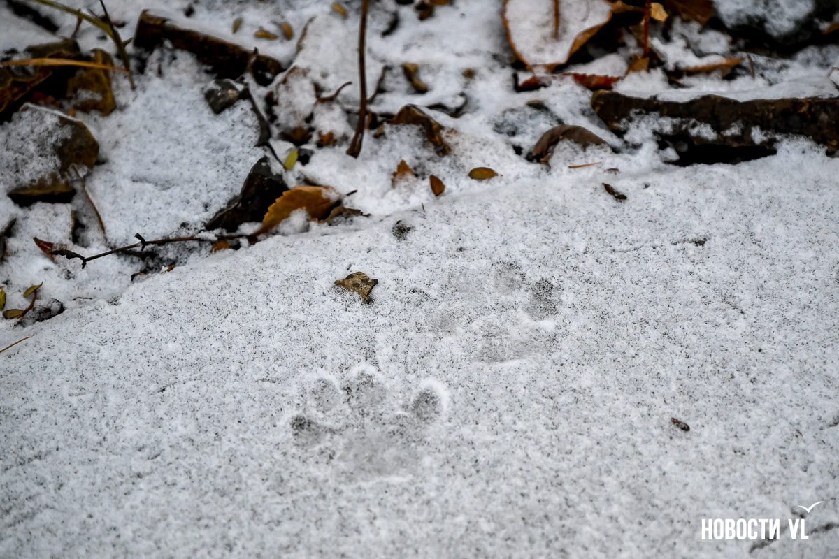 Владивосток встретил утро в белом Владивосток встретил утро в белом