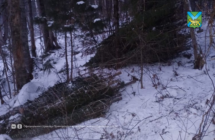 Незаконная рубка ёлок вновь зафиксирована в Приморье