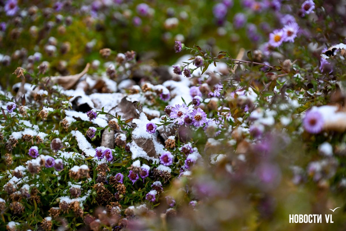 Владивосток встретил утро в белом