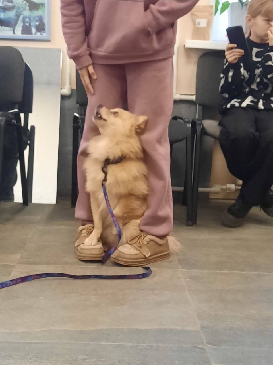 Во Владивостоке проводятся бесплатные занятия для детей, которые любят собак и мечтают научиться с ними работать! Подробнее об обучении: Во Владивостоке проводятся бесплатные занятия для детей, которые любят собак и мечтают научиться с ними работать! Подробнее об обучении: