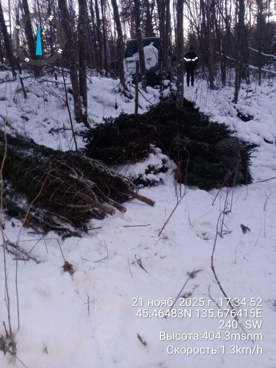 На севере Приморья незаконно спилили более 200 ёлок к Новому году