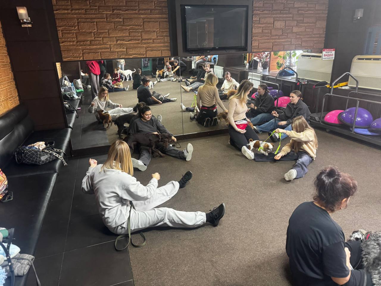 Во Владивостоке проводятся бесплатные занятия для детей, которые любят собак и мечтают научиться с ними работать! Подробнее об обучении: Во Владивостоке проводятся бесплатные занятия для детей, которые любят собак и мечтают научиться с ними работать! Подробнее об обучении: