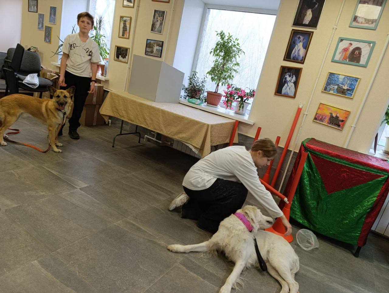 Во Владивостоке проводятся бесплатные занятия для детей, которые любят собак и мечтают научиться с ними работать! Подробнее об обучении: Во Владивостоке проводятся бесплатные занятия для детей, которые любят собак и мечтают научиться с ними работать! Подробнее об обучении: