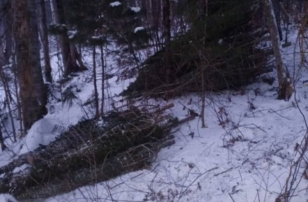 На севере Приморья вновь зафиксировали незаконную рубку «новогодних» деревьев