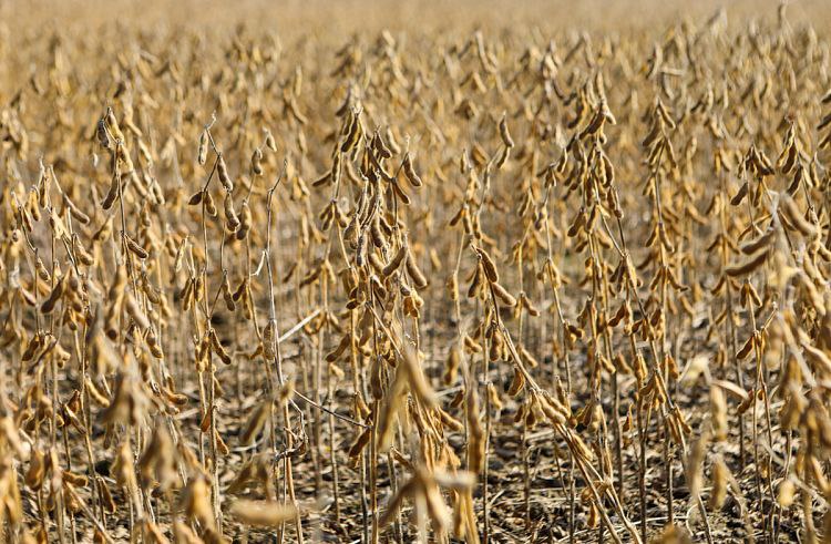 Приморские аграрии завершили уборку сои, собрав рекордный урожай — 425 тысяч тонн, что вдвое больше прошлогоднего показателя