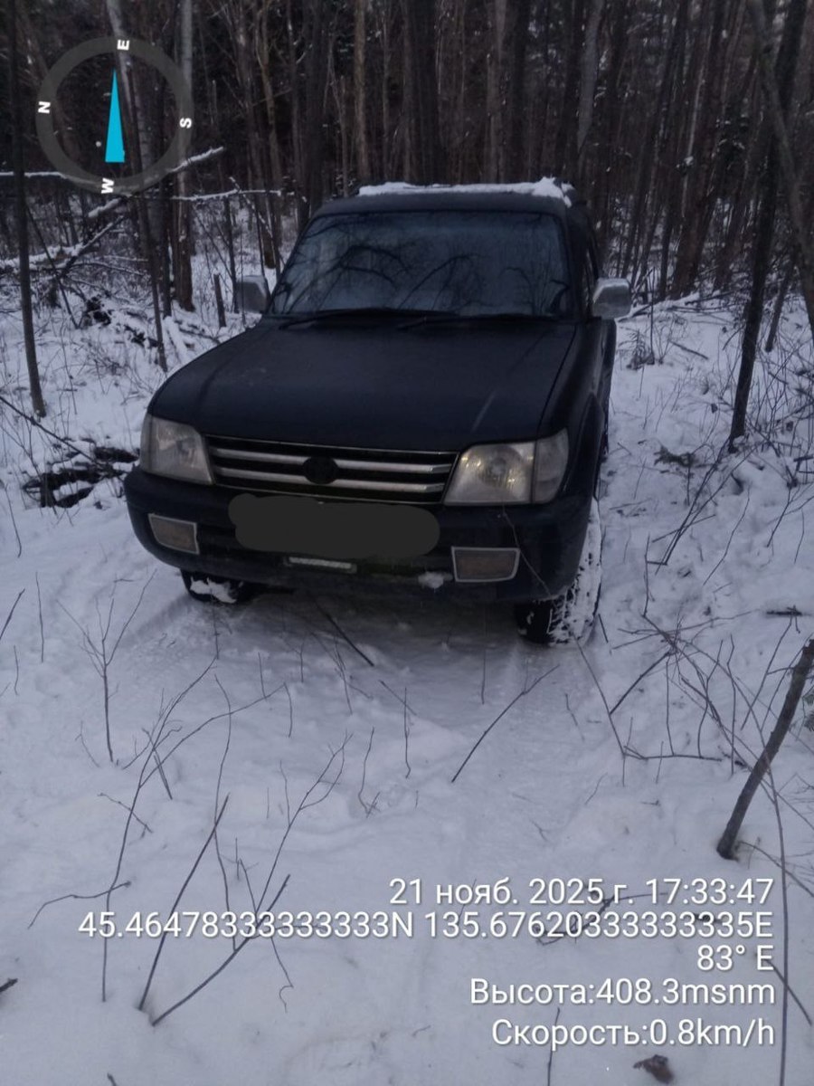 На севере Приморья незаконно спилили более 200 ёлок к Новому году На севере Приморья незаконно спилили более 200 ёлок к Новому году