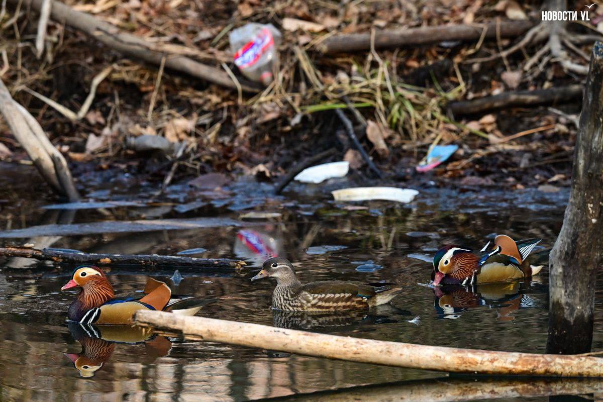 Во Владивостоке три утки-мандаринки решили зимовать на озере в Снеговой Пади Во Владивостоке три утки-мандаринки решили зимовать на озере в Снеговой Пади