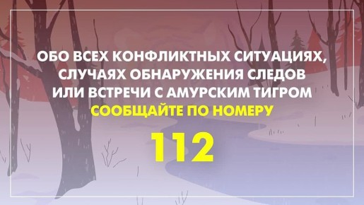 Я встретил тигра: что делать?