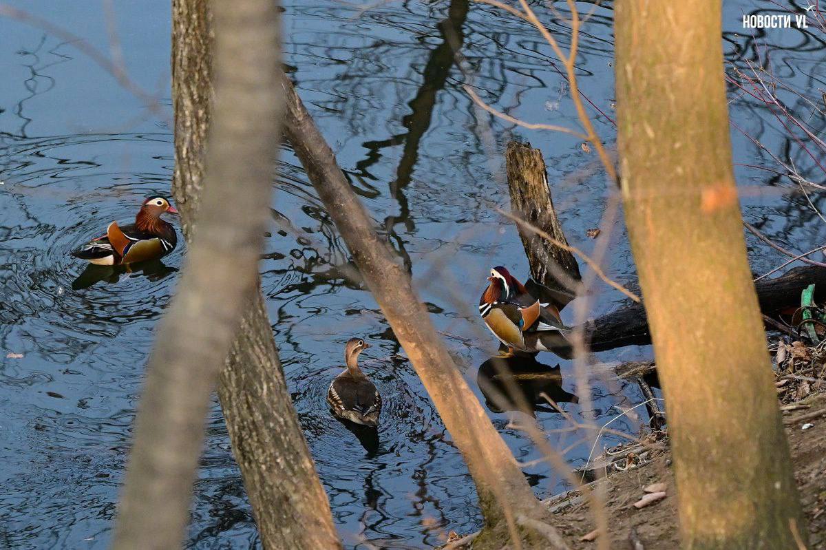 Во Владивостоке три утки-мандаринки решили зимовать на озере в Снеговой Пади Во Владивостоке три утки-мандаринки решили зимовать на озере в Снеговой Пади