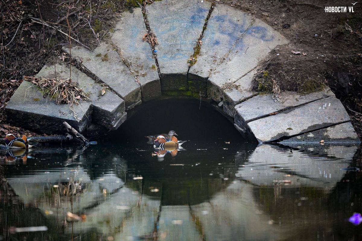 Во Владивостоке три утки-мандаринки решили зимовать на озере в Снеговой Пади