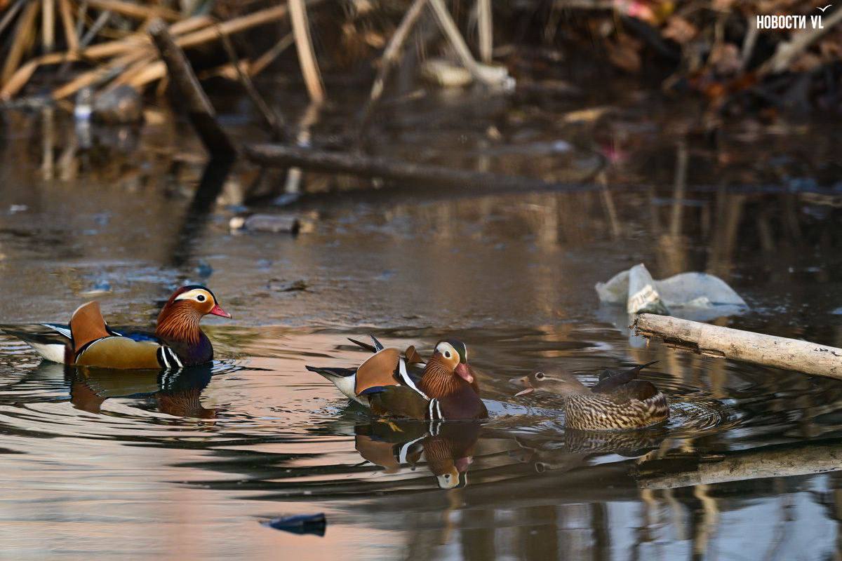Во Владивостоке три утки-мандаринки решили зимовать на озере в Снеговой Пади Во Владивостоке три утки-мандаринки решили зимовать на озере в Снеговой Пади