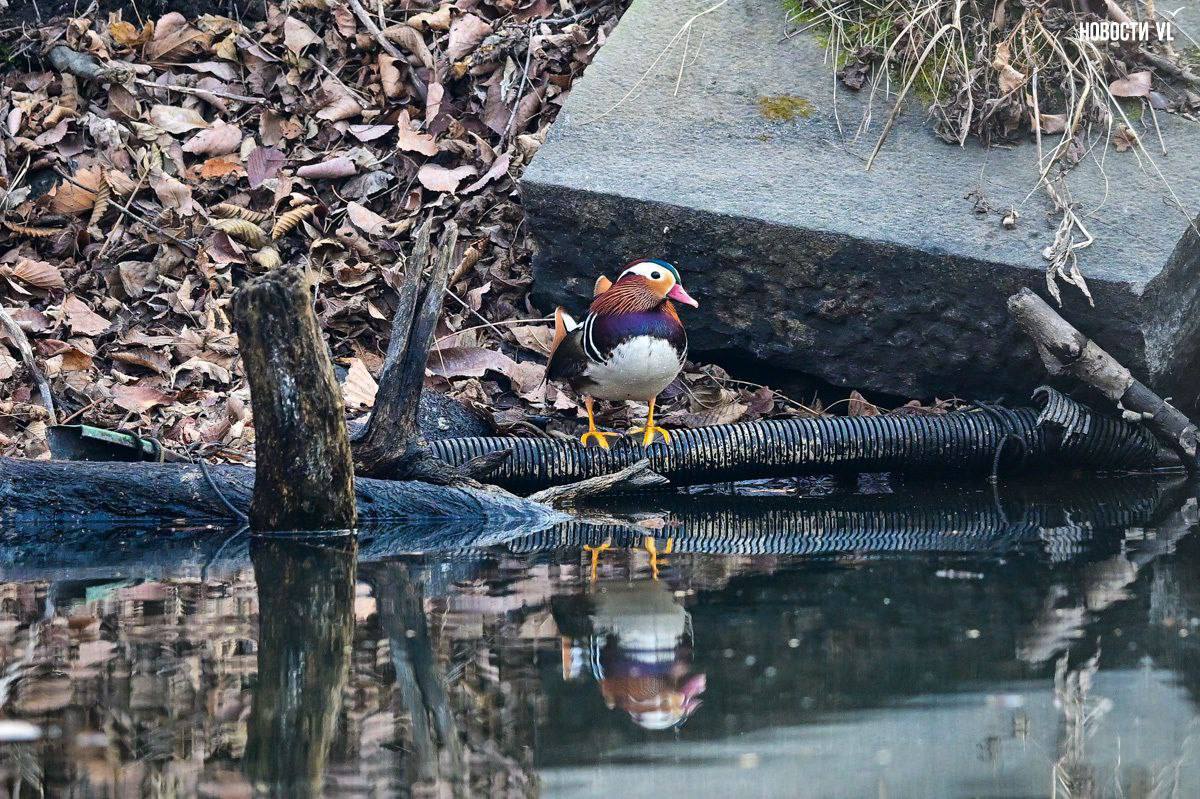 Во Владивостоке три утки-мандаринки решили зимовать на озере в Снеговой Пади Во Владивостоке три утки-мандаринки решили зимовать на озере в Снеговой Пади