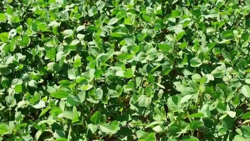 Олег Кожемяко: Вопросы развития сельского хозяйства в Приморье обсудили на встрече с заместителем Председателя Правительства РФ Дмитрием Патрушевым