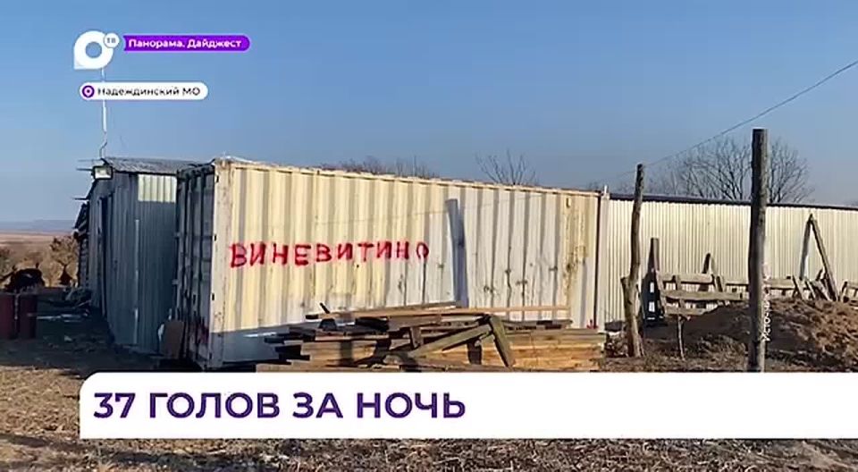 Специалисты назвали причину гибели скота в Надеждинском округе