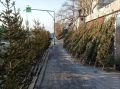Дума Владивостока обратилась к краевым депутатам с инициативой повысить штрафы за нелегальную торговлю цветами и ёлками