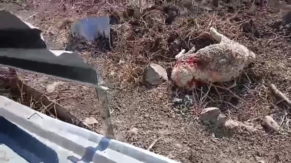 В охотнадзоре прокомментировали гибель баранов в Надеждинском округе