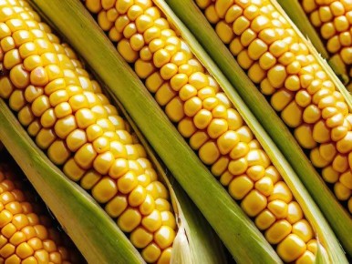 Уссурийские аграрии успешно завершают уборочную кампанию