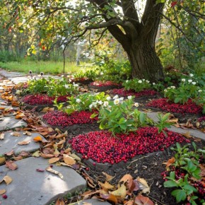 Клюква: как вырастить уникальную ягоду для здоровья в своем саду