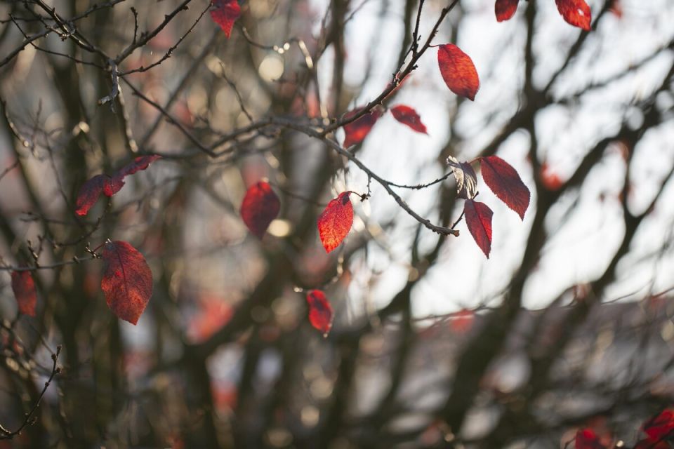 Почему азотные удобрения осенью могут стать залогом успешной зимовки вашего сада