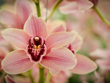 Секреты бесподобного цветения орхидей: как добиться успеха в их уходе