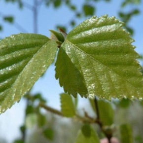 Съедобные листья деревьев: новое слово в кулинарии