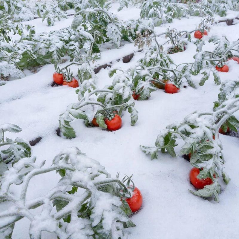 Как российский агроном стал пионером в продвижении томатов в нашем климате