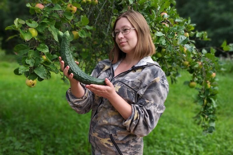 Китайские огурцы: лучшие сорта для будущего сезона