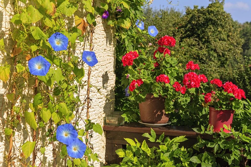 Осторожно: ипомея — украшение сада или угроза для свободы?