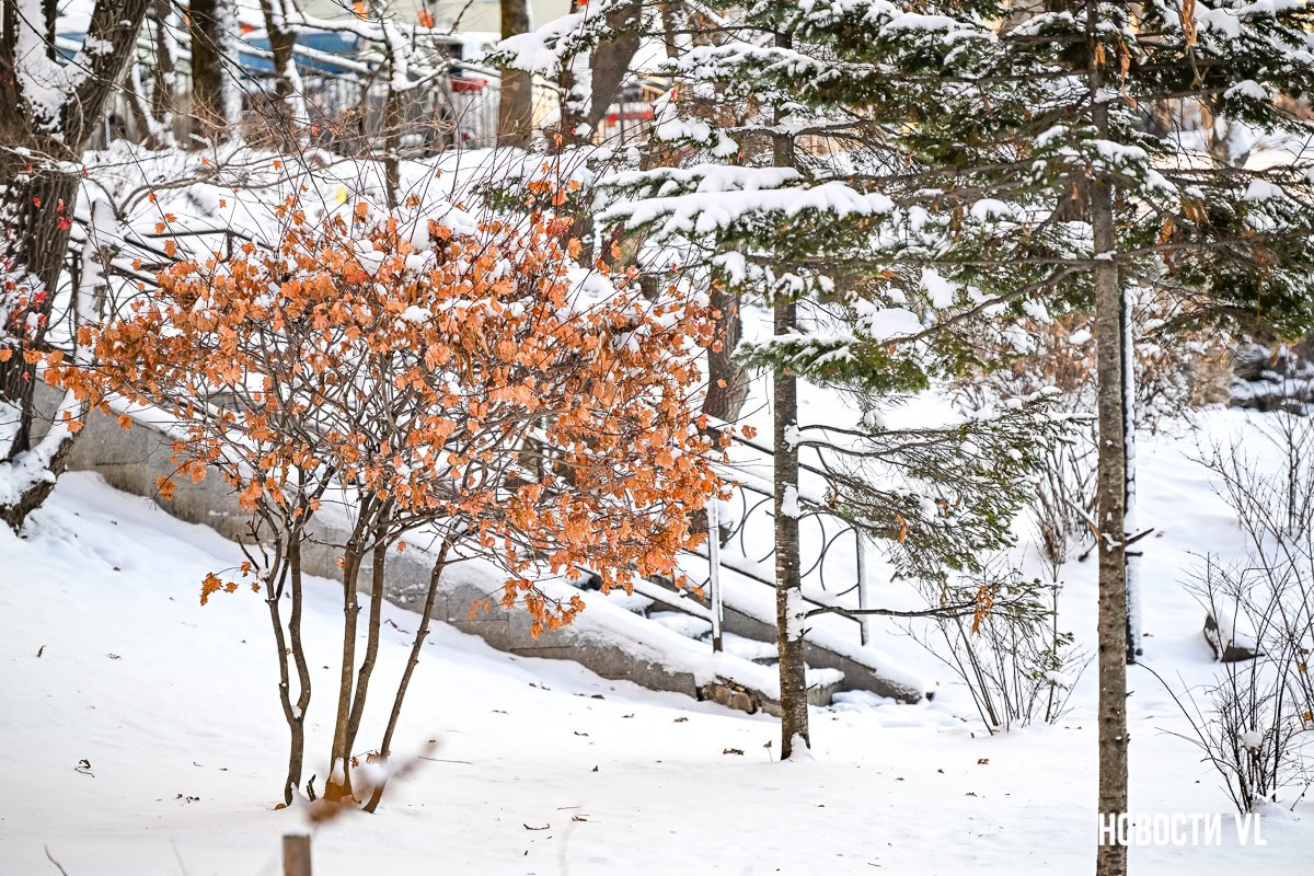 Город в белом — Владивосток встретил первый зимний снегопад Город в белом — Владивосток встретил первый зимний снегопад
