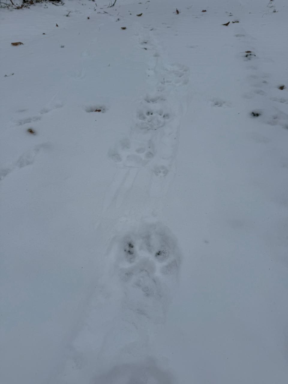 29 ноября возле фермы в Надеждинском округе тигр напал на барана — МинПрироды Приморья 29 ноября возле фермы в Надеждинском округе тигр напал на барана — МинПрироды Приморья