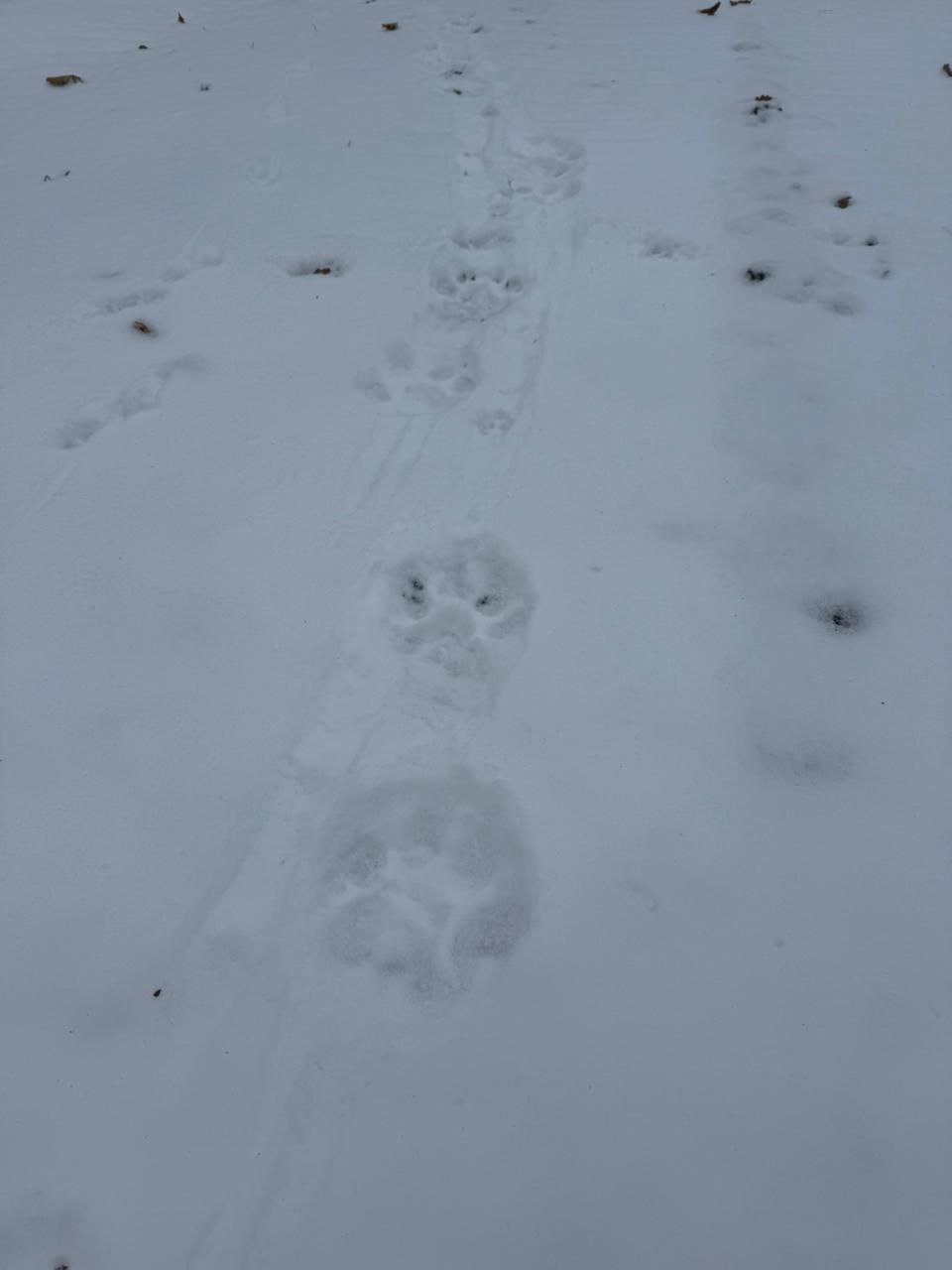 29 ноября возле фермы в Надеждинском округе тигр напал на барана — МинПрироды Приморья 29 ноября возле фермы в Надеждинском округе тигр напал на барана — МинПрироды Приморья