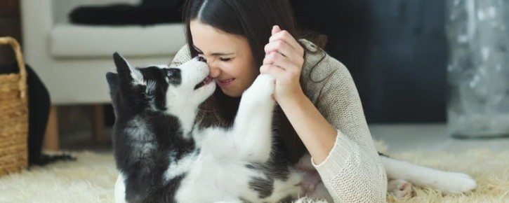 В России разработали программу обучения по собаководству