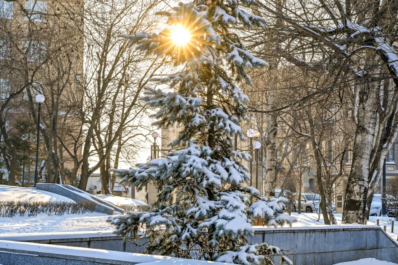 Владивосток сегодня проснулся под слоем свежего снега Владивосток сегодня проснулся под слоем свежего снега