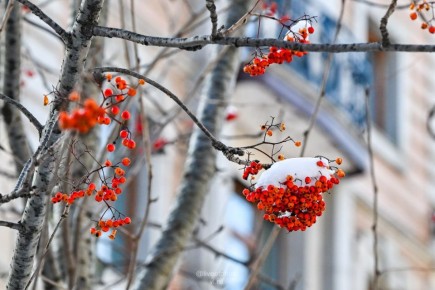 Владивосток сегодня проснулся под слоем свежего снега