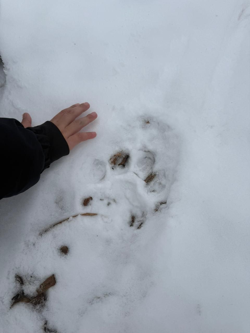 29 ноября возле фермы в Надеждинском округе тигр напал на барана — МинПрироды Приморья