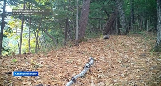 Декабрь уже наступил и животные, обитающие в нацпарке "Земле Леопарда", заканчивают последние приготовления к зимовке