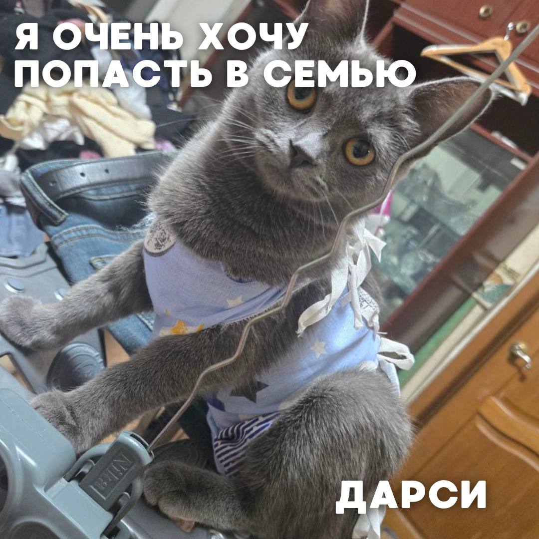 Сегодня в рубрике #Ищу_человека делимся информацией от наших подписчиков, которые взяли себе самых очаровательных питомцев на временную передержку и ищут им теплый дом Сегодня в рубрике #Ищу_человека делимся информацией от наших подписчиков, которые взяли себе самых очаровательных питомцев на временную передержку и ищут им теплый дом