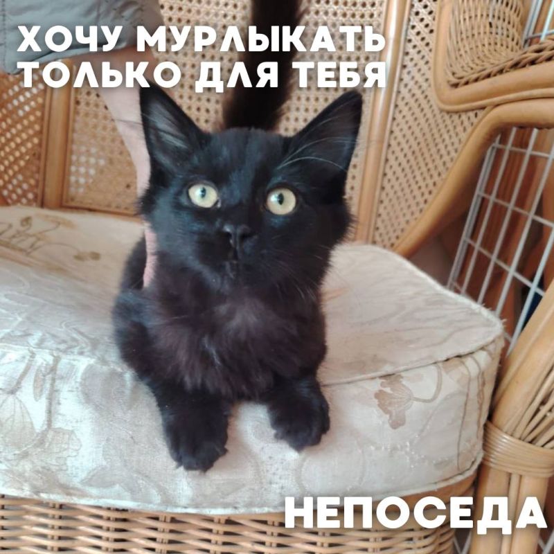 Сегодня в рубрике #Ищу_человека делимся информацией от наших подписчиков, которые взяли себе самых очаровательных питомцев на временную передержку и ищут им теплый дом