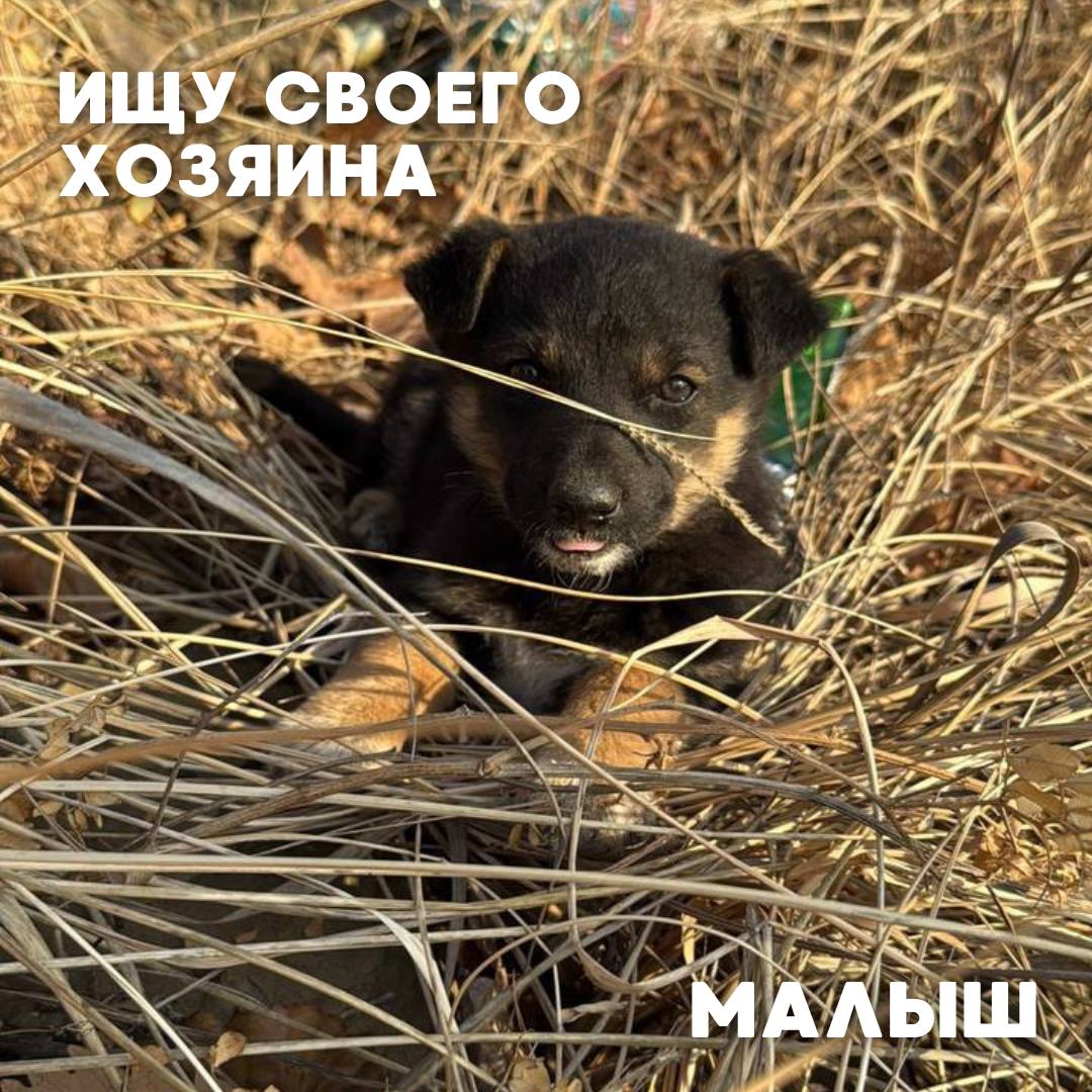 Сегодня в рубрике #Ищу_человека делимся информацией от наших подписчиков, которые взяли себе самых очаровательных питомцев на временную передержку и ищут им теплый дом Сегодня в рубрике #Ищу_человека делимся информацией от наших подписчиков, которые взяли себе самых очаровательных питомцев на временную передержку и ищут им теплый дом