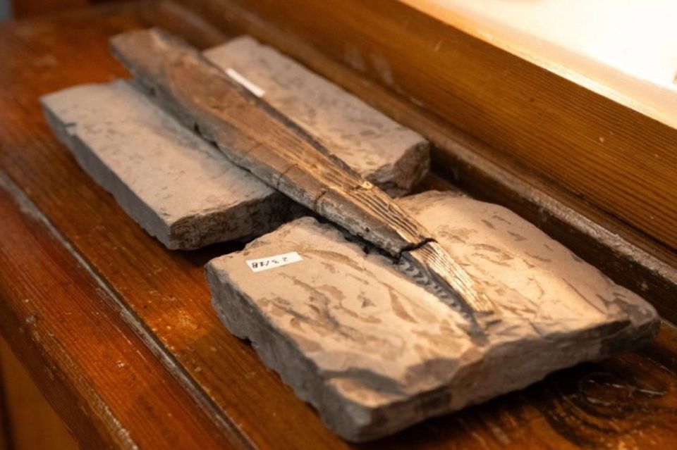 1 В Томске нашли плавник акулы возрастом 300 миллионов лет