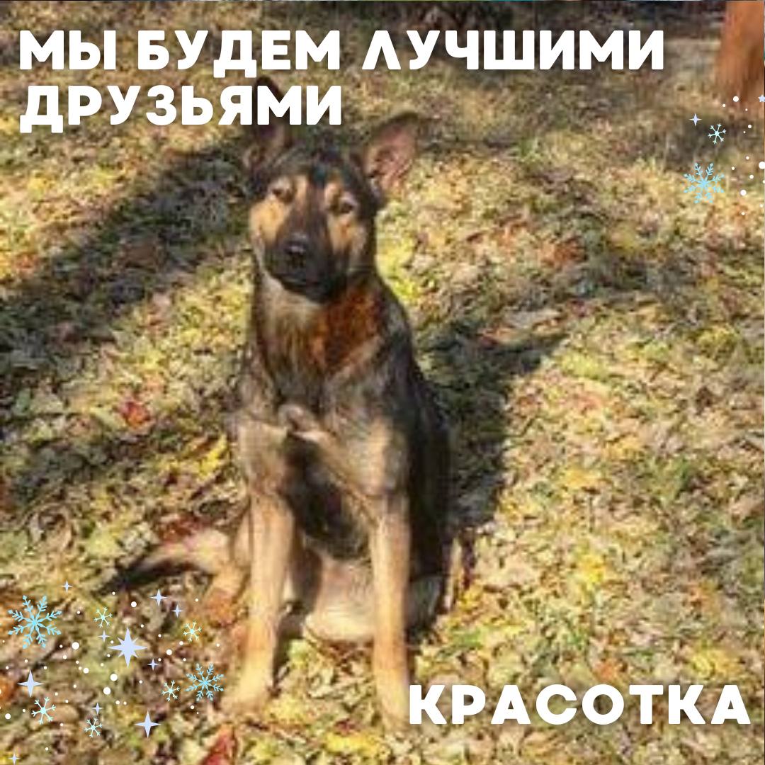 Сегодня в рубрике #Ищу_человека делимся информацией от наших подписчиков, которые взяли себе самых очаровательных питомцев на временную передержку и ищут им теплый дом Сегодня в рубрике #Ищу_человека делимся информацией от наших подписчиков, которые взяли себе самых очаровательных питомцев на временную передержку и ищут им теплый дом