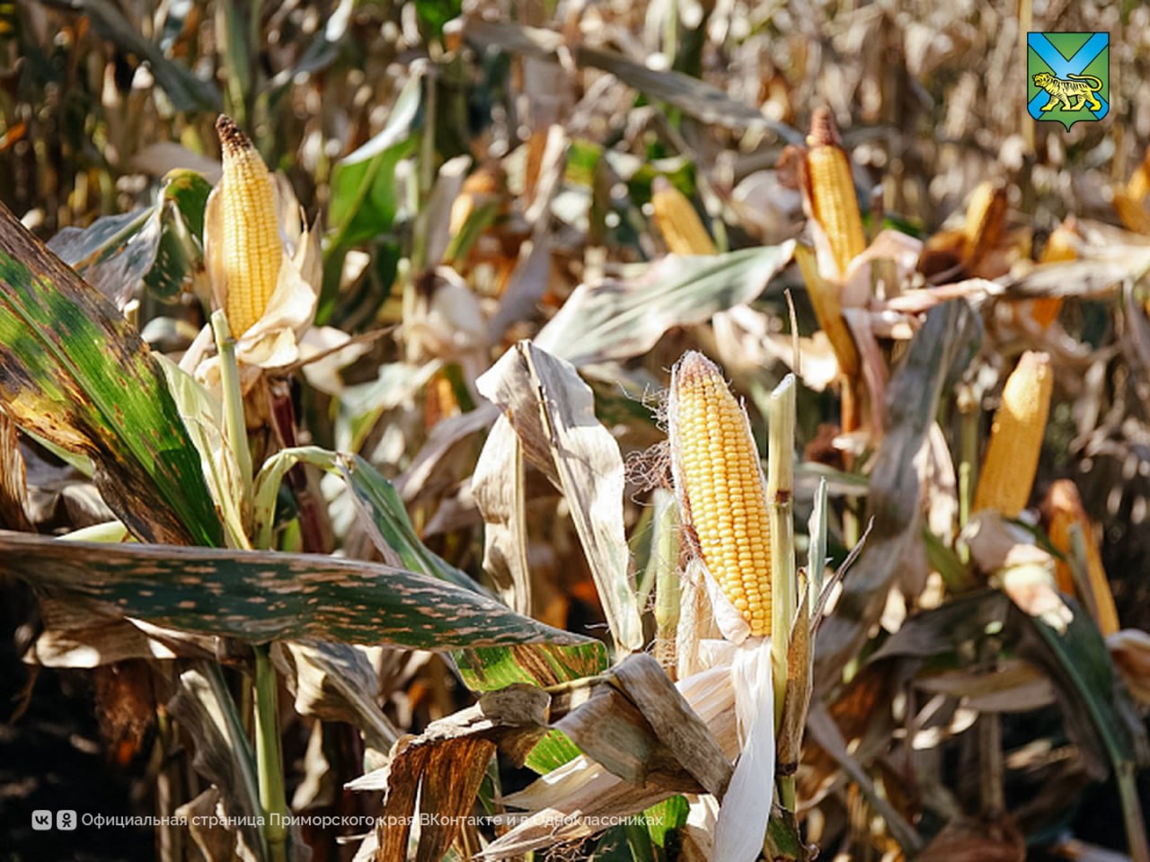 Урожайность кукурузы выросла в Приморье