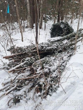 На севере Приморья обнаружили новую незаконную вырубку ёлок и пихт к Новому году
