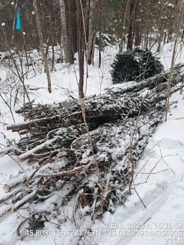 На севере Приморья обнаружили новую незаконную вырубку ёлок и пихт к Новому году