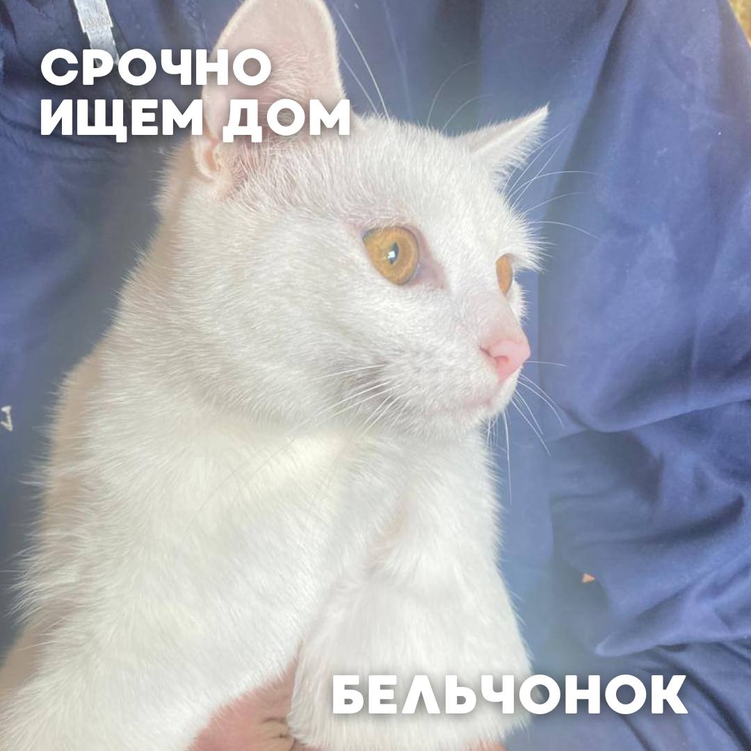 Сегодня в рубрике #Ищу_человека делимся информацией от наших подписчиков, которые взяли себе самых очаровательных питомцев на временную передержку и ищут им теплый дом Сегодня в рубрике #Ищу_человека делимся информацией от наших подписчиков, которые взяли себе самых очаровательных питомцев на временную передержку и ищут им теплый дом