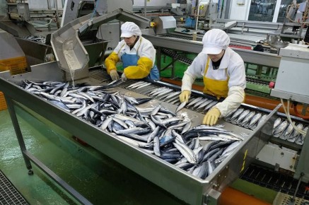 До 2029 года в Приморье построят три рыбоперерабатывающих завода по программе «квоты под киль»